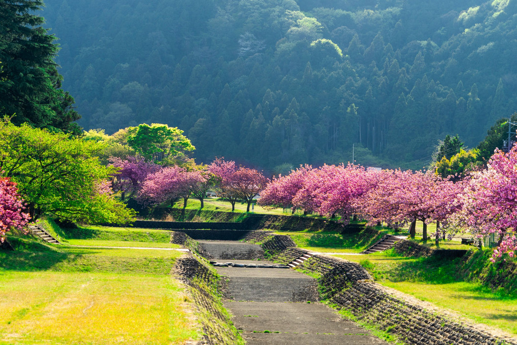 八重桜に浮かぶ鯉のぼり