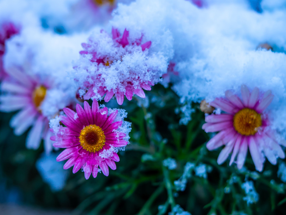 雪に埋もれて　　庭の花