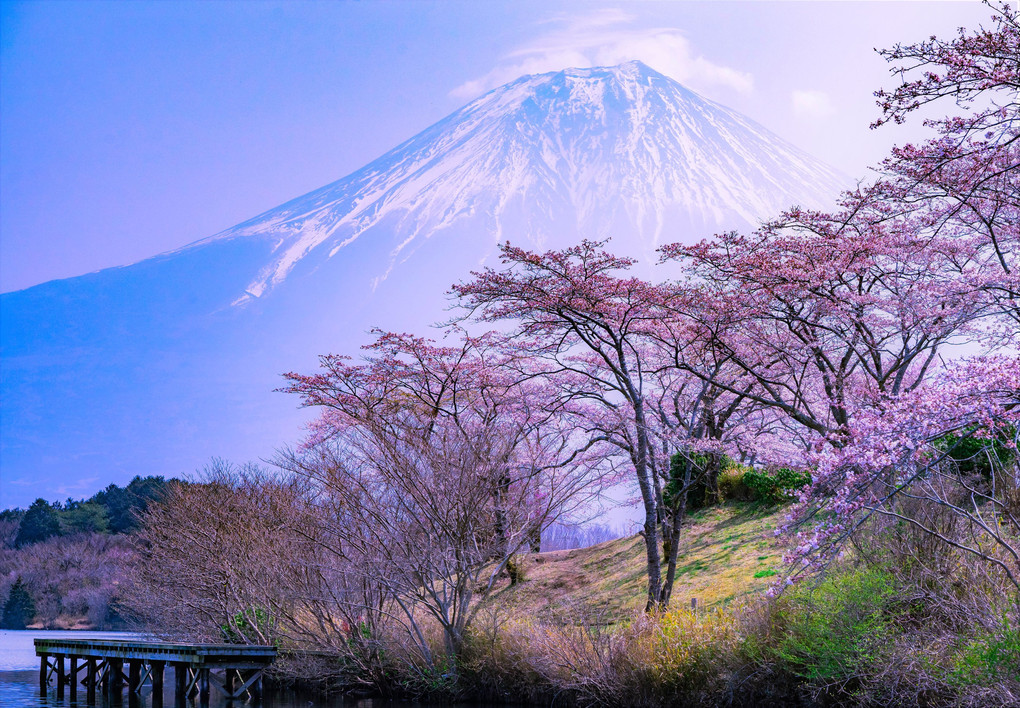 富士山に見守られてなお美しい満開の桜