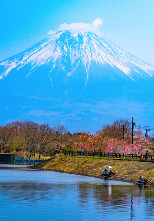 富士山に見守られてなお美しい満開の桜