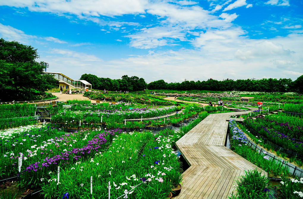 花菖蒲と紫陽花の公園
