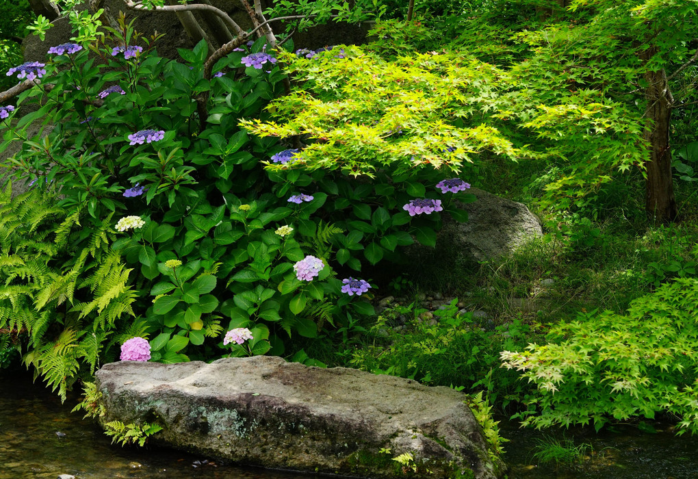 花菖蒲と紫陽花の公園