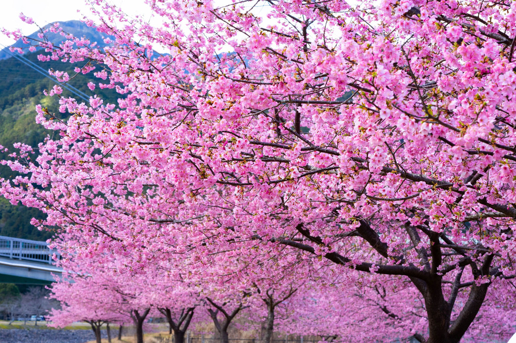種蒔き権平の河津桜
