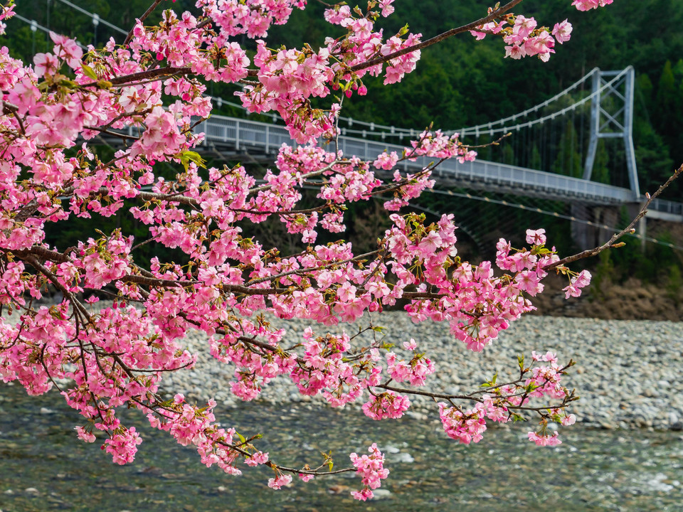 種蒔き権平の河津桜