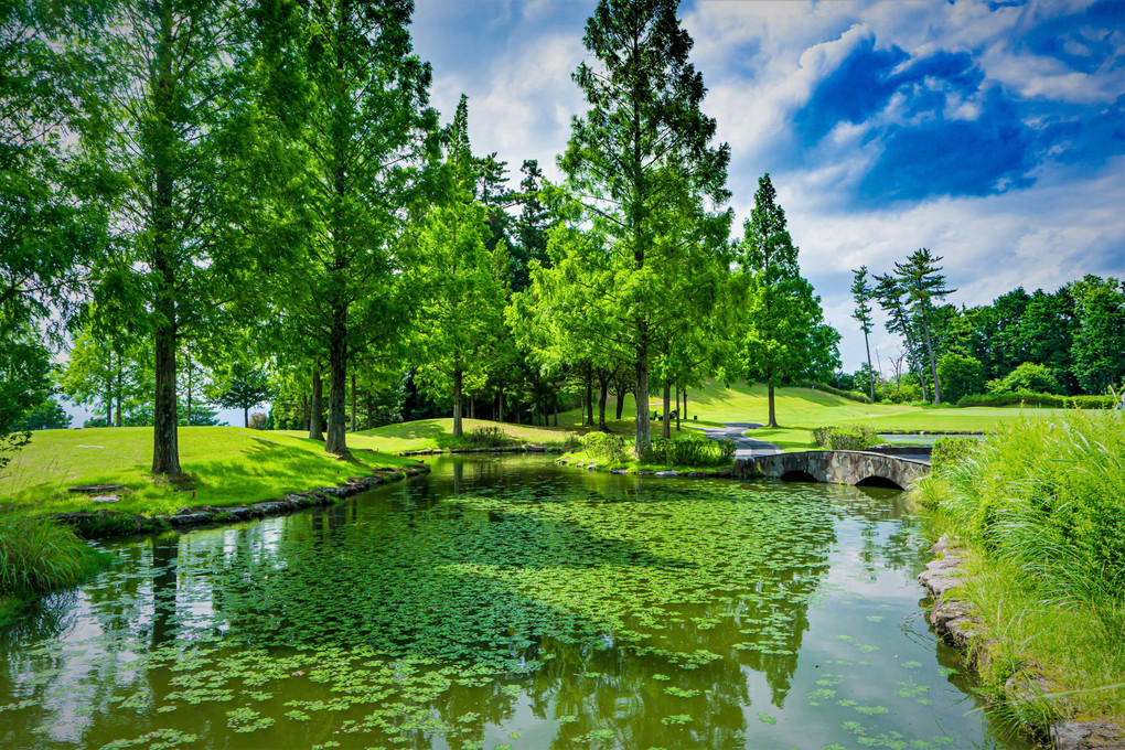 小さな池の景観