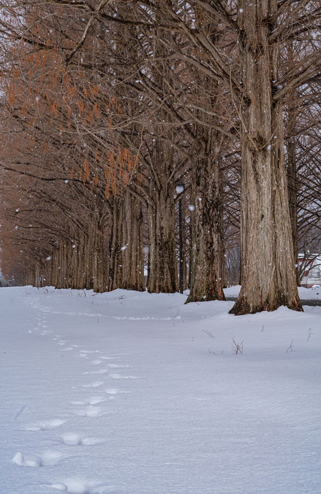 メタセコイア並木の冬景色
