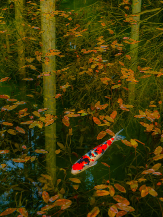 森を泳ぐ鯉たち