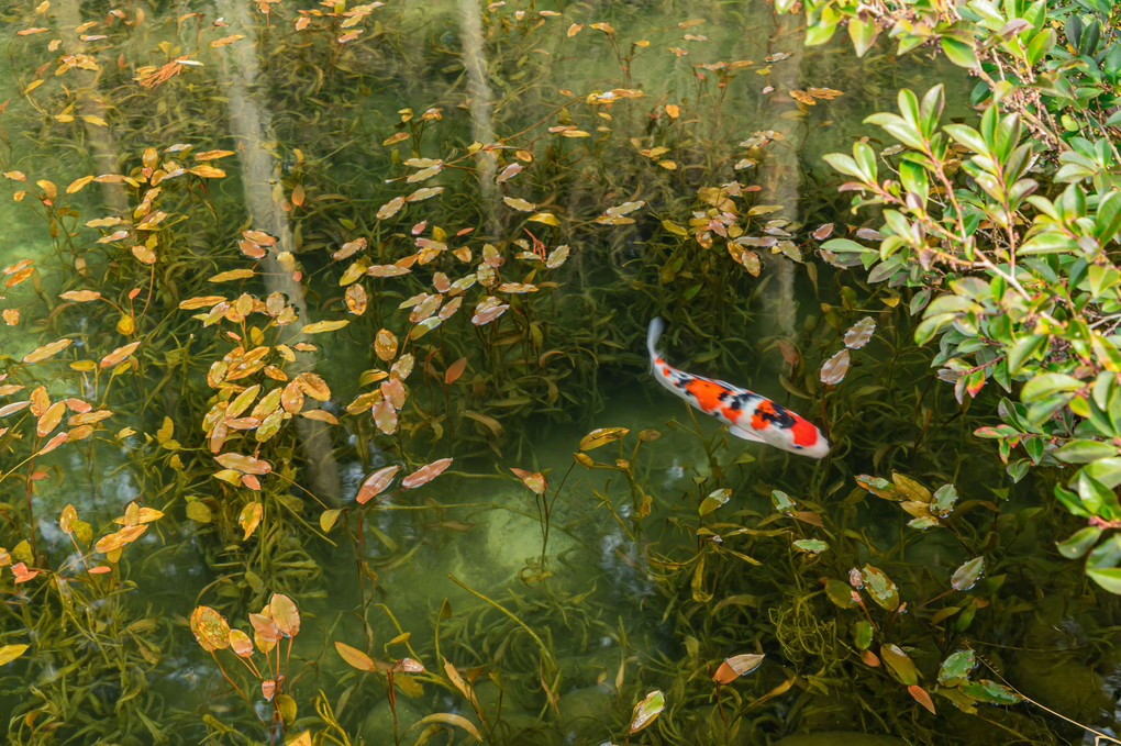 森を泳ぐ鯉たち