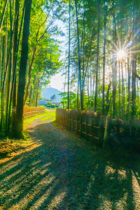 竹林街道で散策