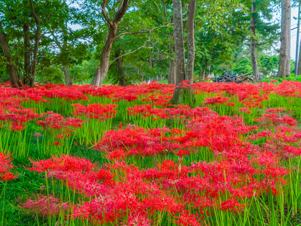 彼岸花　琵琶湖畔桂浜公園