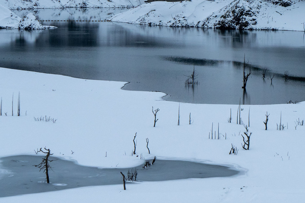 雪のダム湖に沈んだ立ち枯れ木