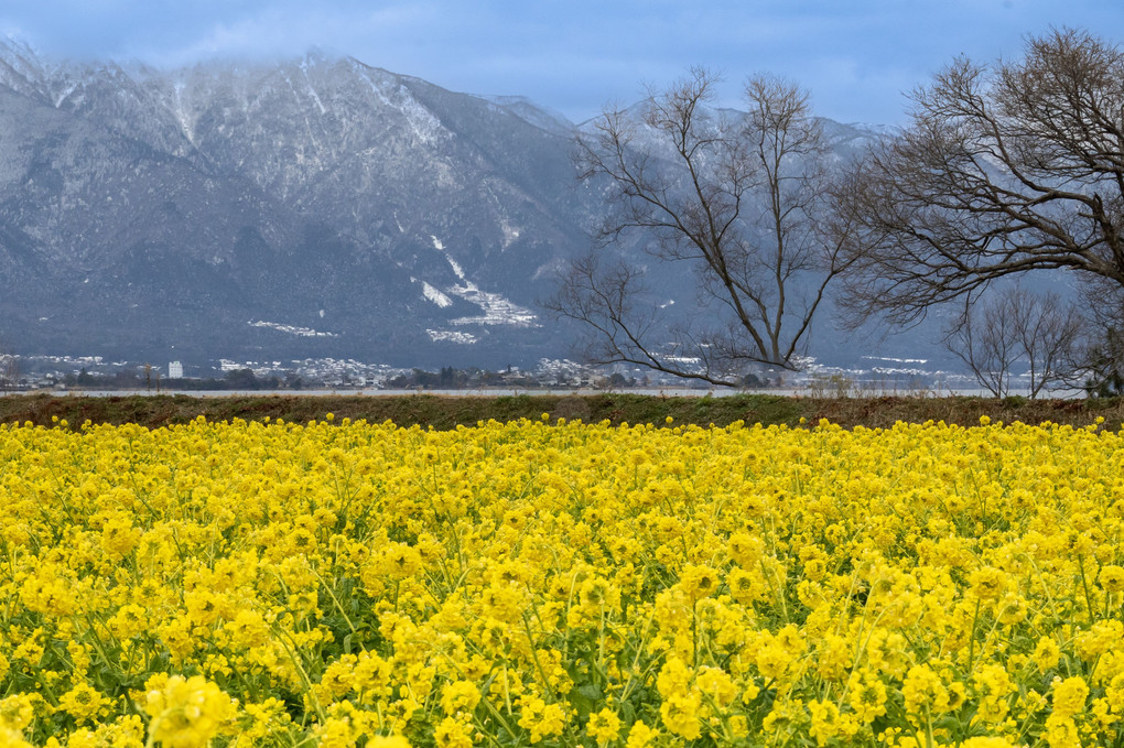 真冬なのに菜の花畑