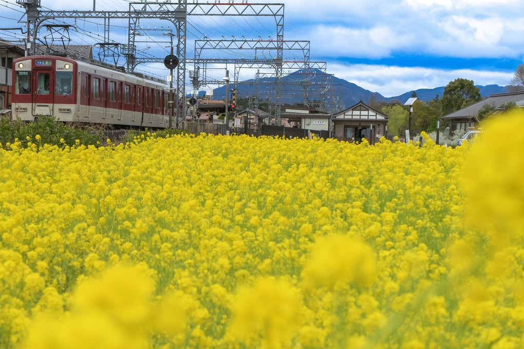 菜の花畑を走る電車