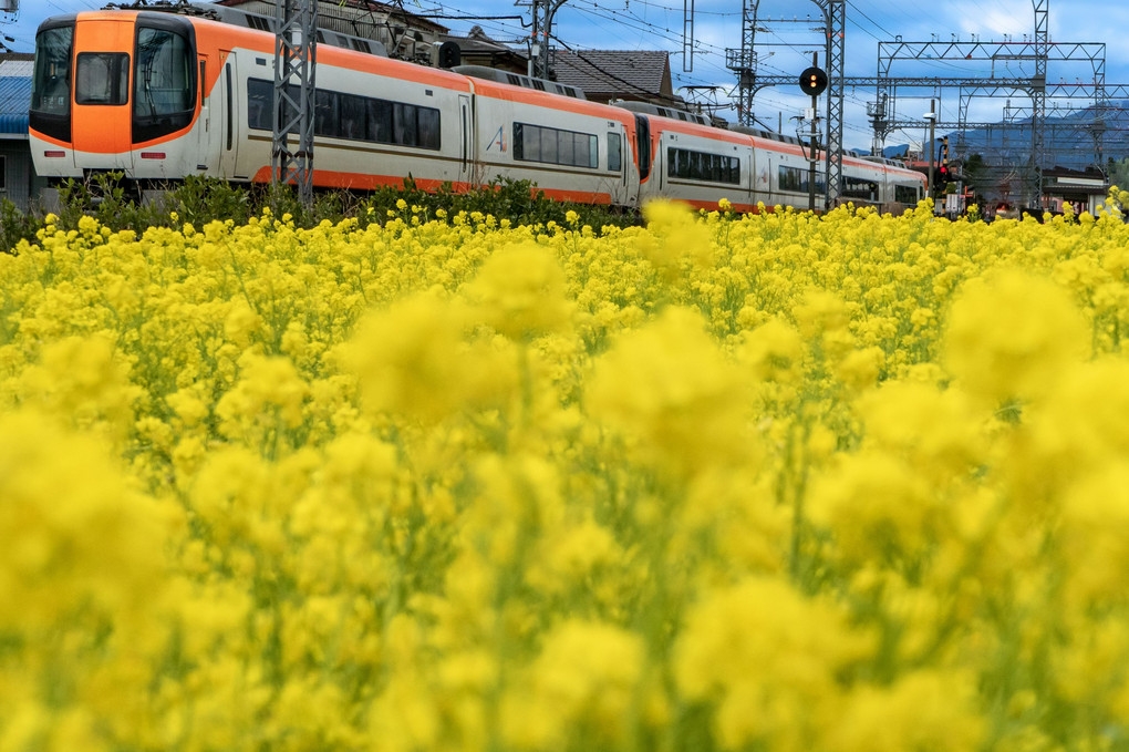 菜の花畑を走る電車