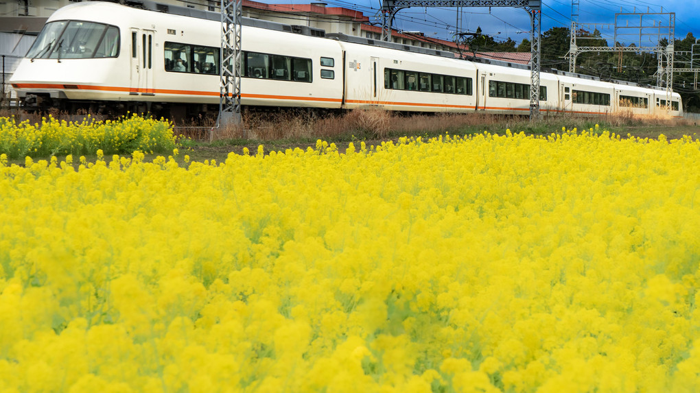 菜の花畑を走る電車