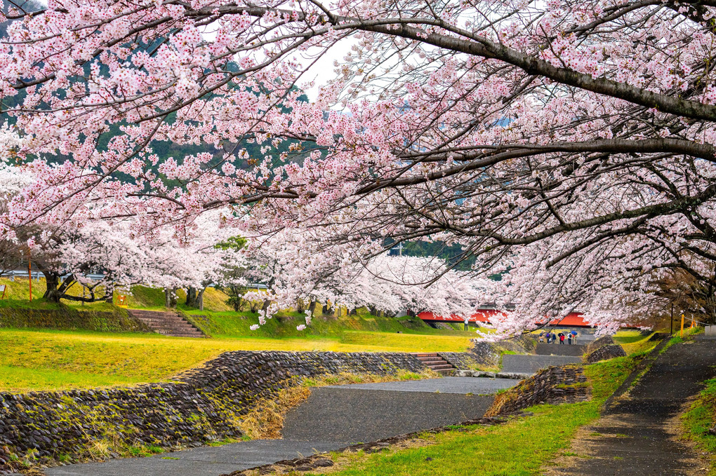 満開の桜シリーズ（第一弾)