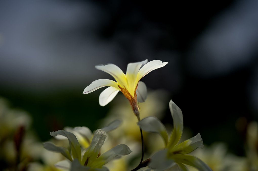 道ばたの草花シリーズ