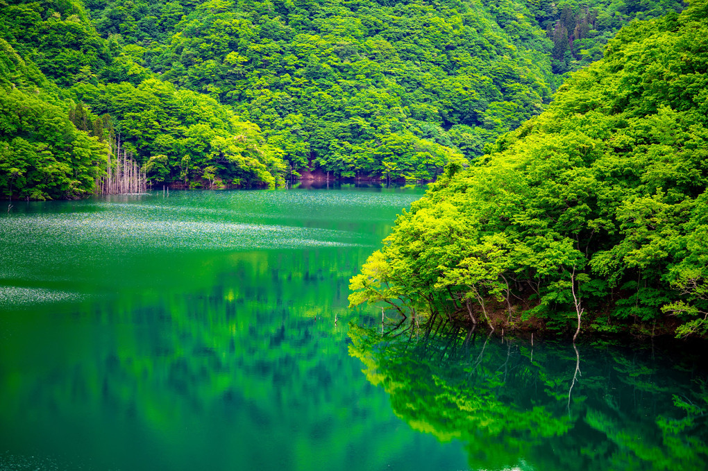 新緑の徳山ダム湖