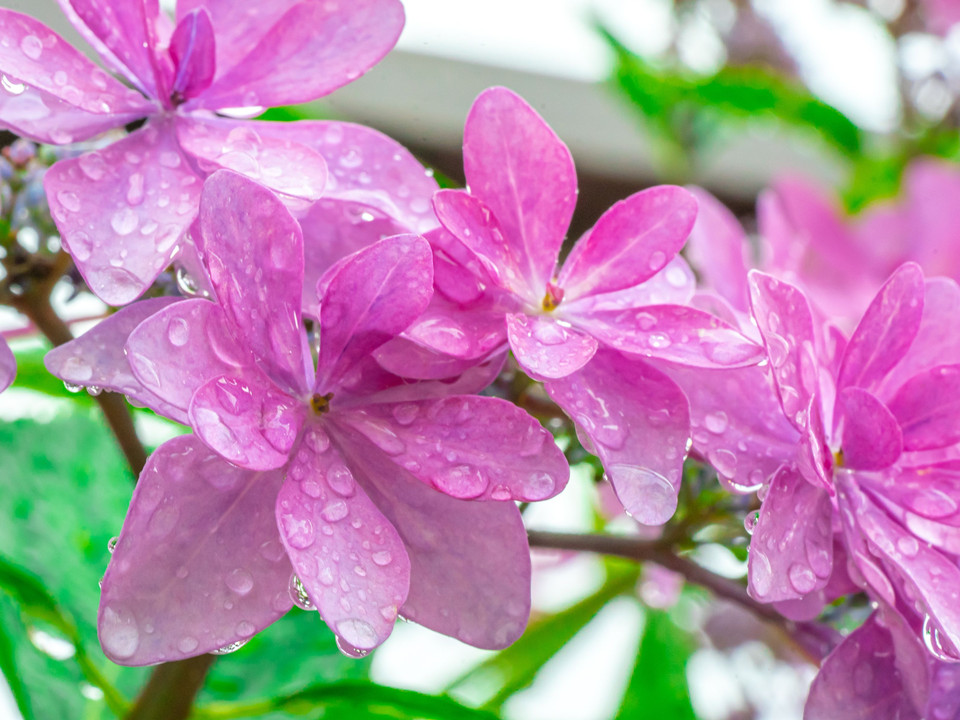 雨に濡れて