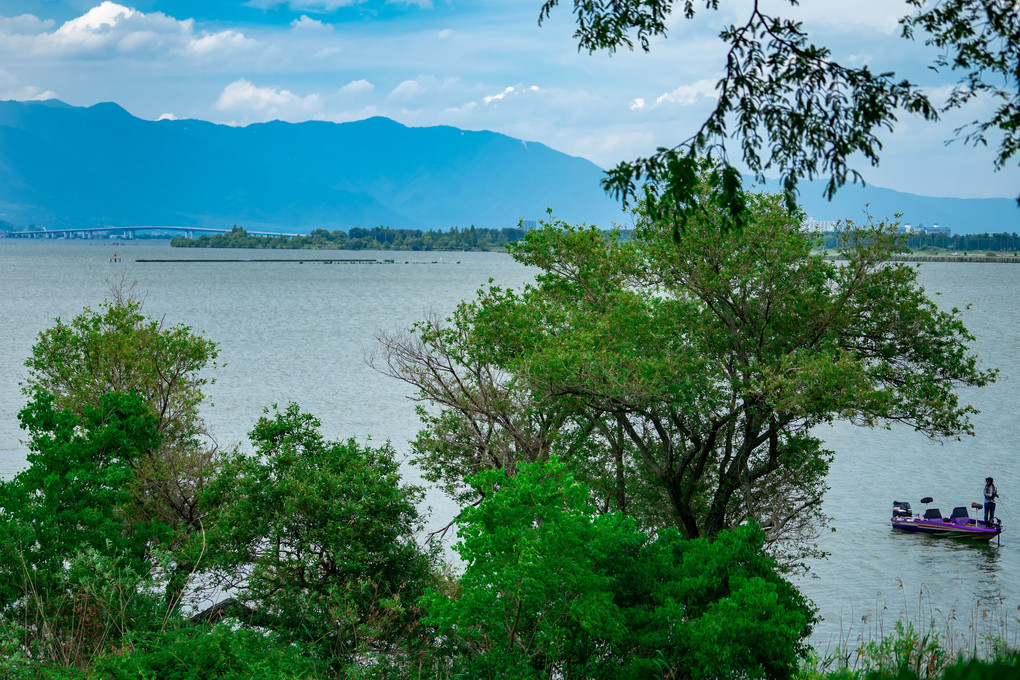 水生植物園から眺める琵琶湖
