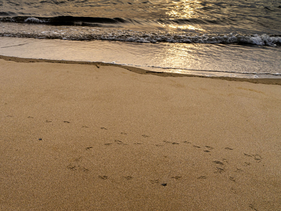 砂浜　鳥たちの戯れの跡