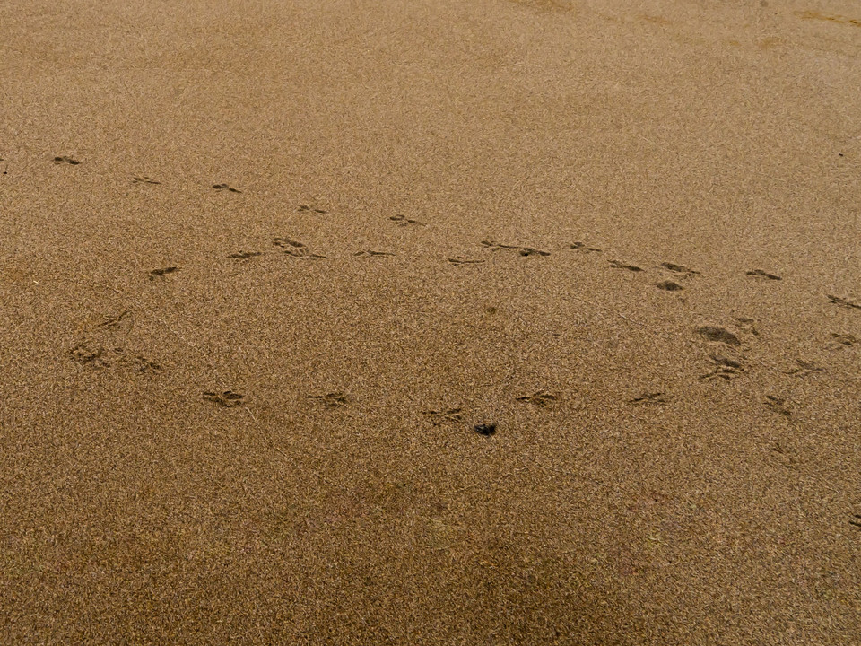 砂浜　鳥たちの戯れの跡