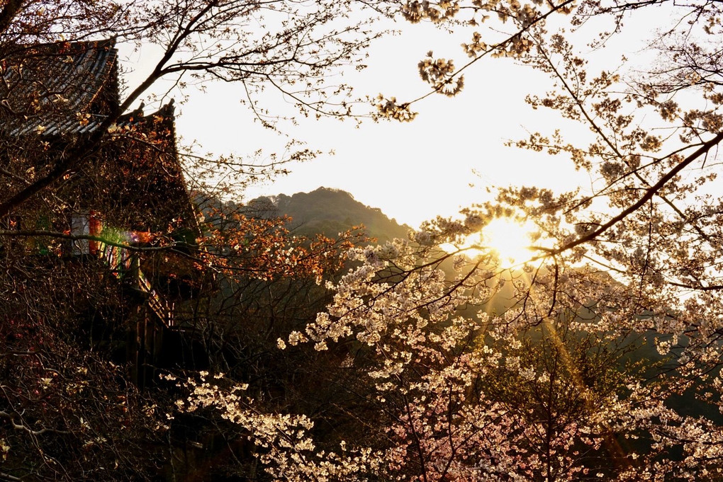 長谷寺の桜