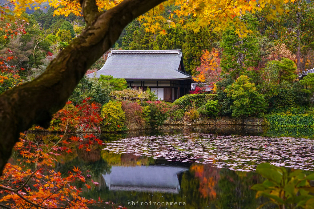 龍安寺