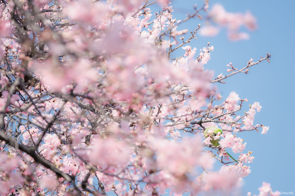 kawazu cherry blossom