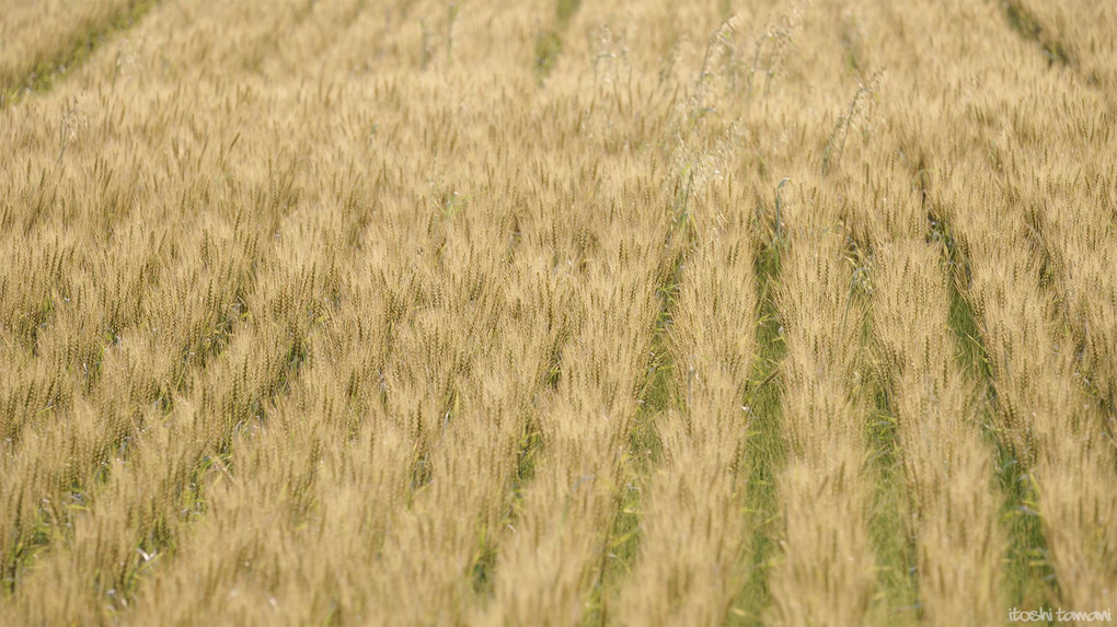 wheat field