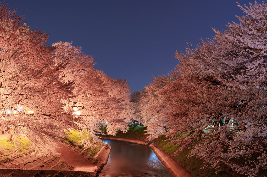 ライトアップ　夜桜