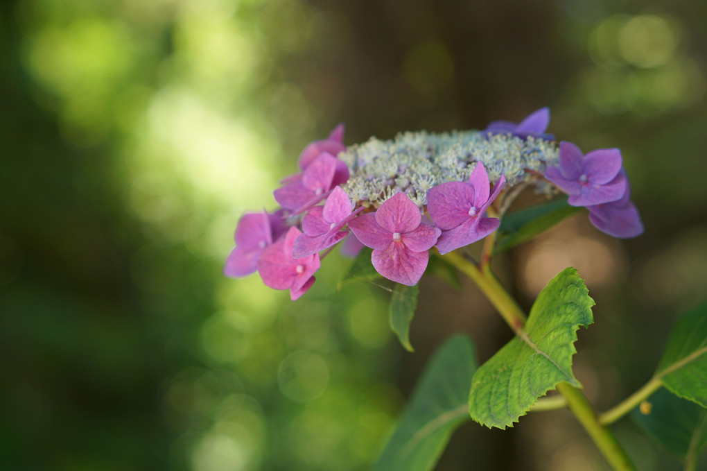 紫陽花の森へ