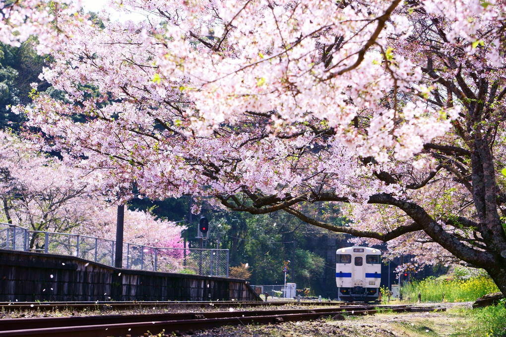 桜舞い散る