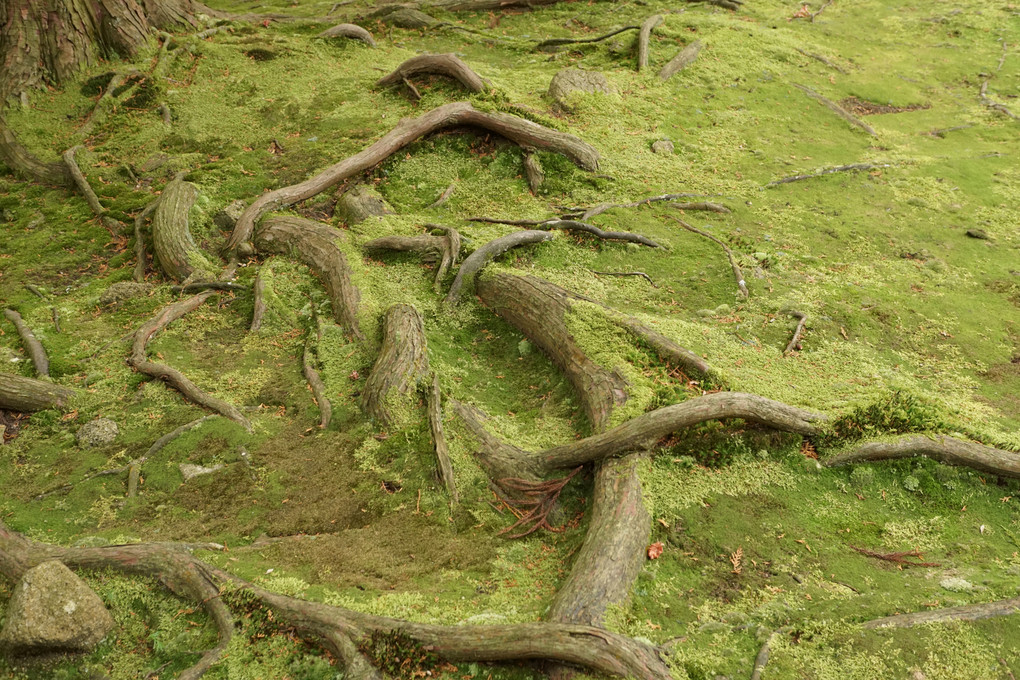 苔の絨毯に木の根