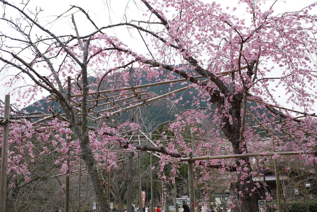 近江富士としだれ桜