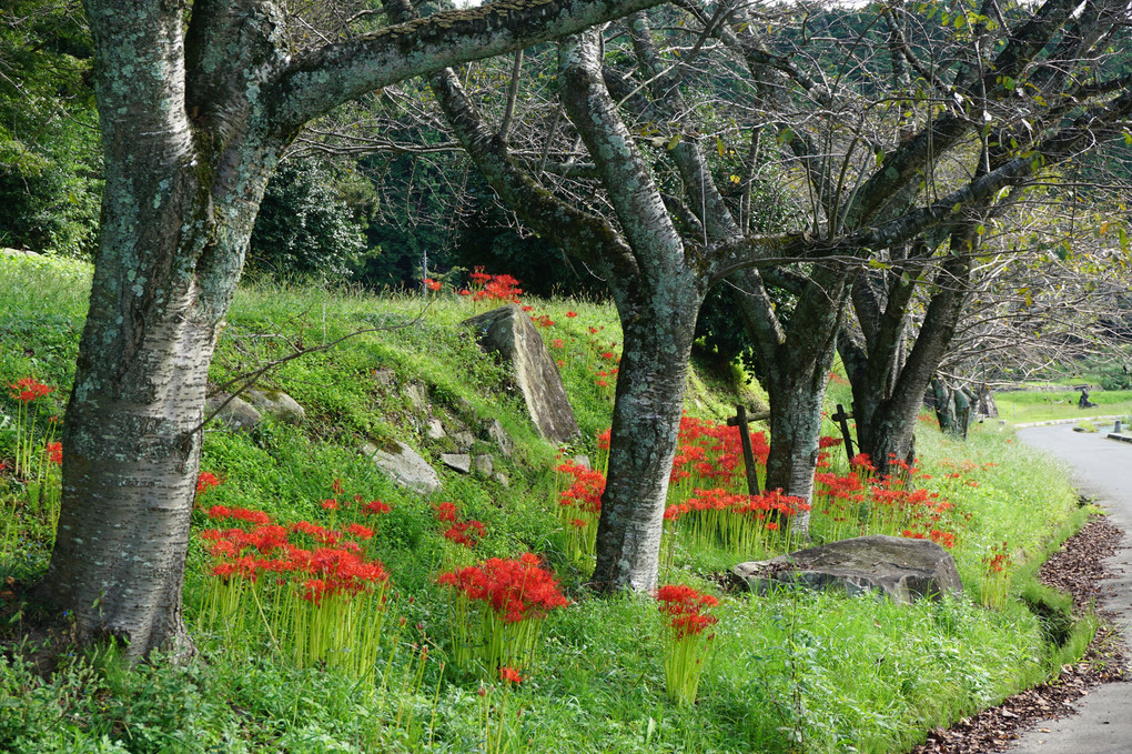 安土城跡の彼岸花