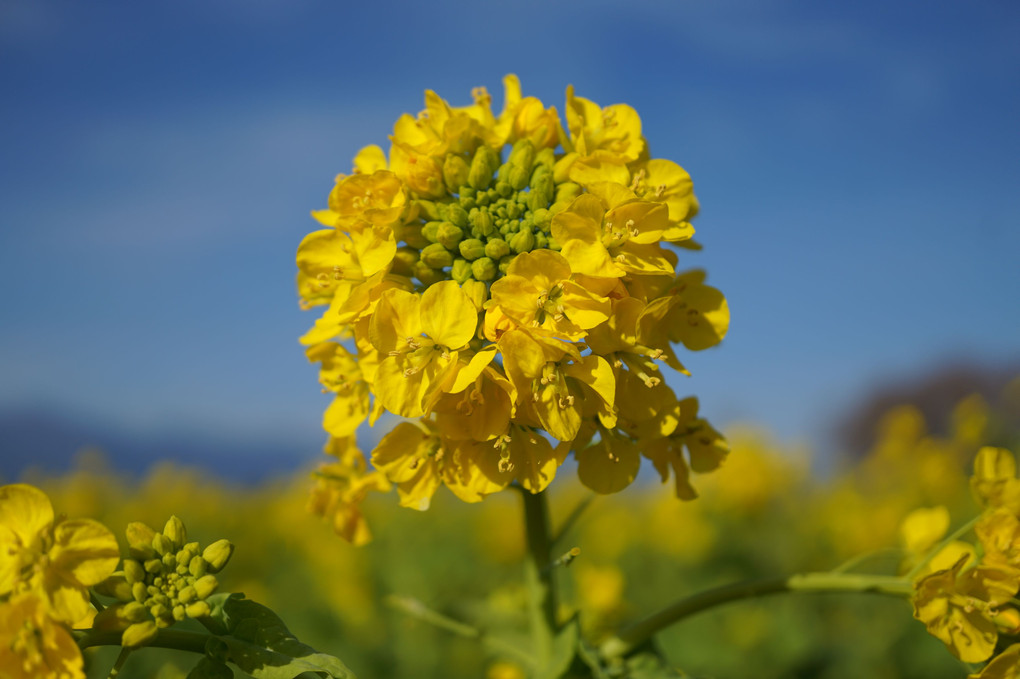 早くも菜の花