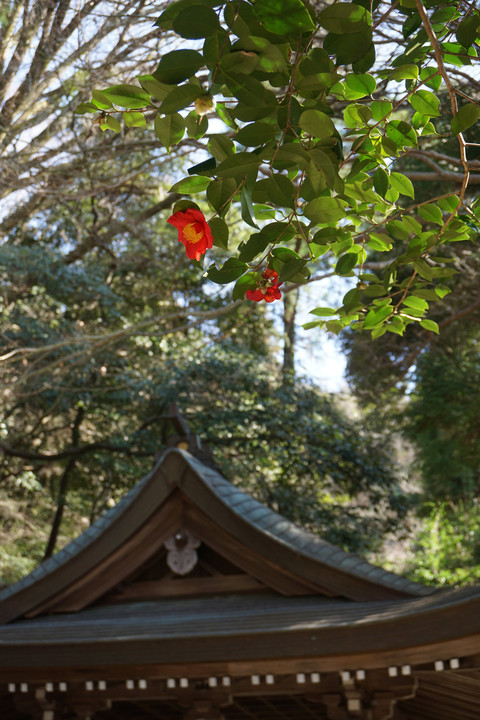 神社に咲く椿