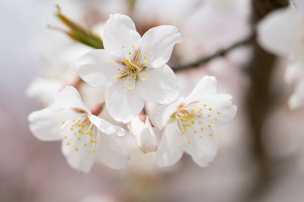 幸せをくれる花．．．