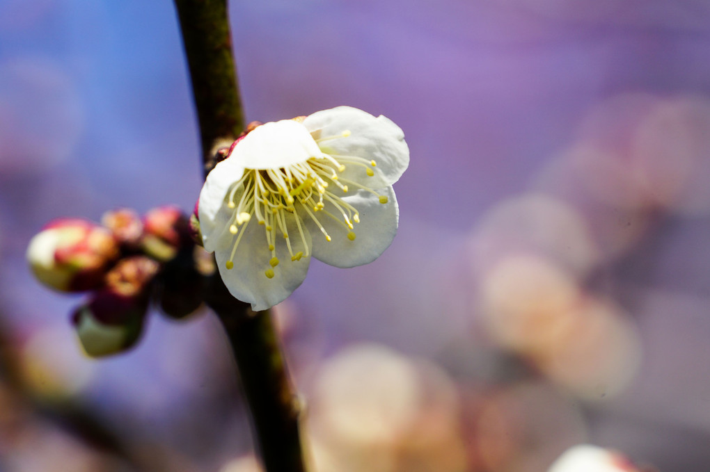 白梅の薫り　その２