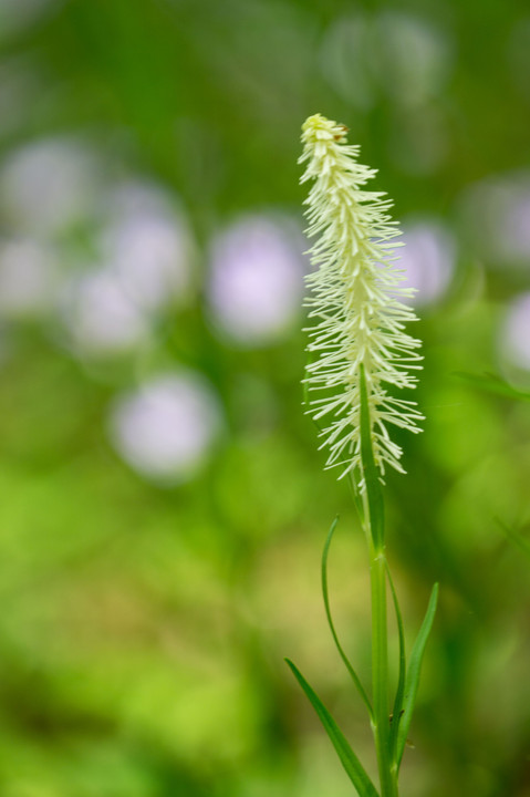 夢の森