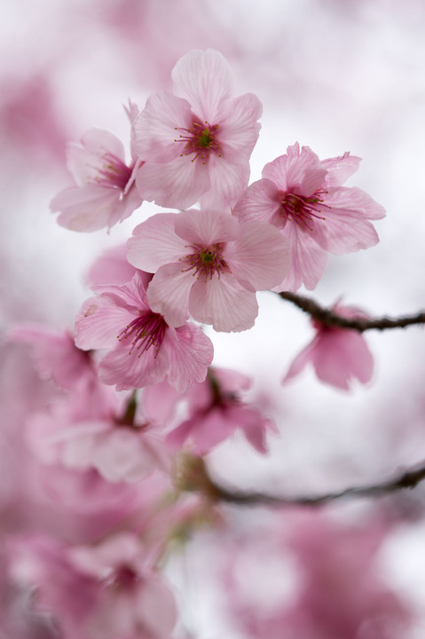桜色の戯れ