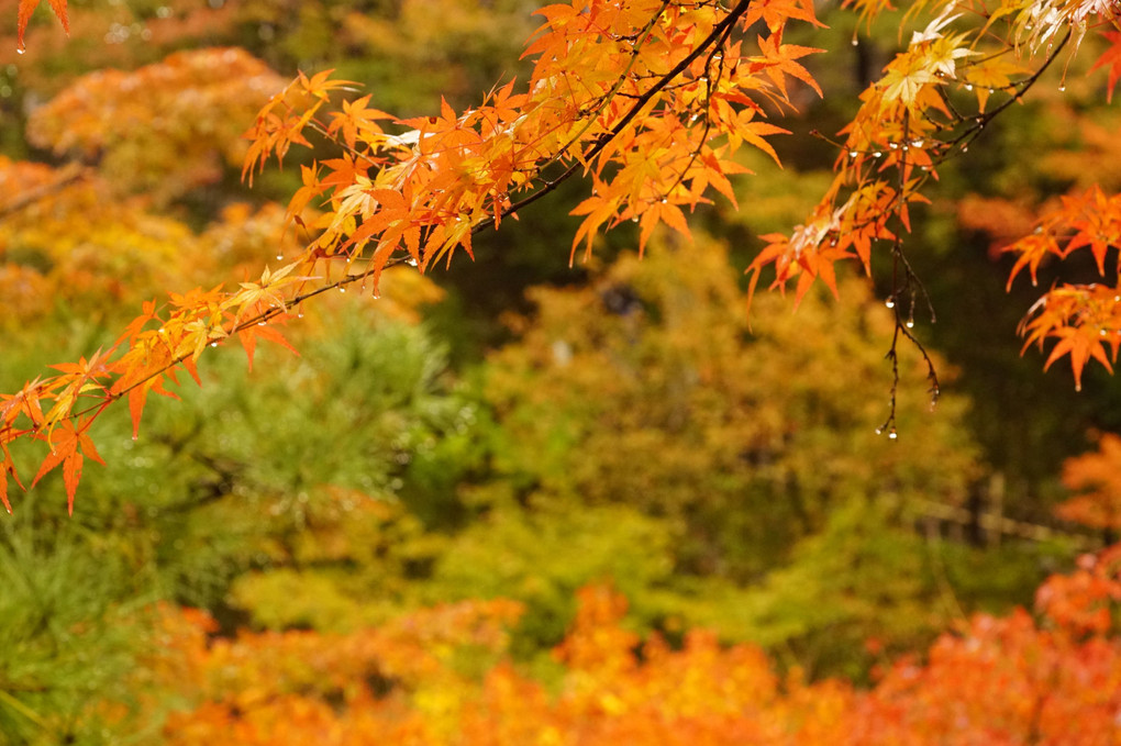 さとうち秋の京都撮影会