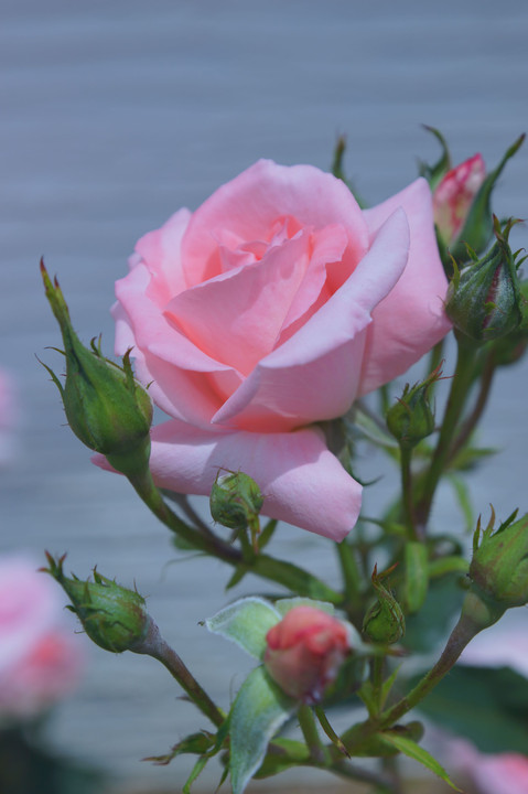 伊丹 荒牧バラ公園の薔薇達