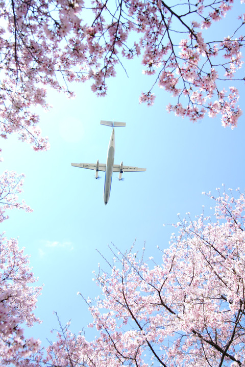 満開櫻を見上げると