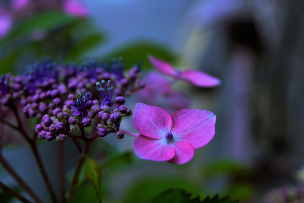 梅雨の紫陽花たち