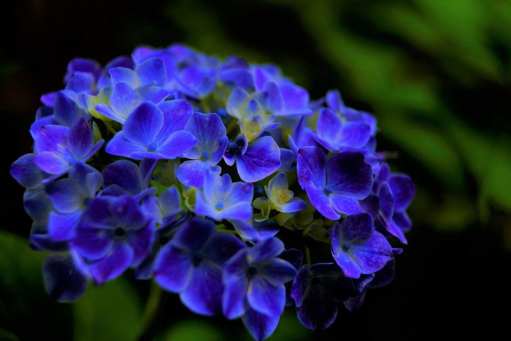 梅雨の紫陽花たち