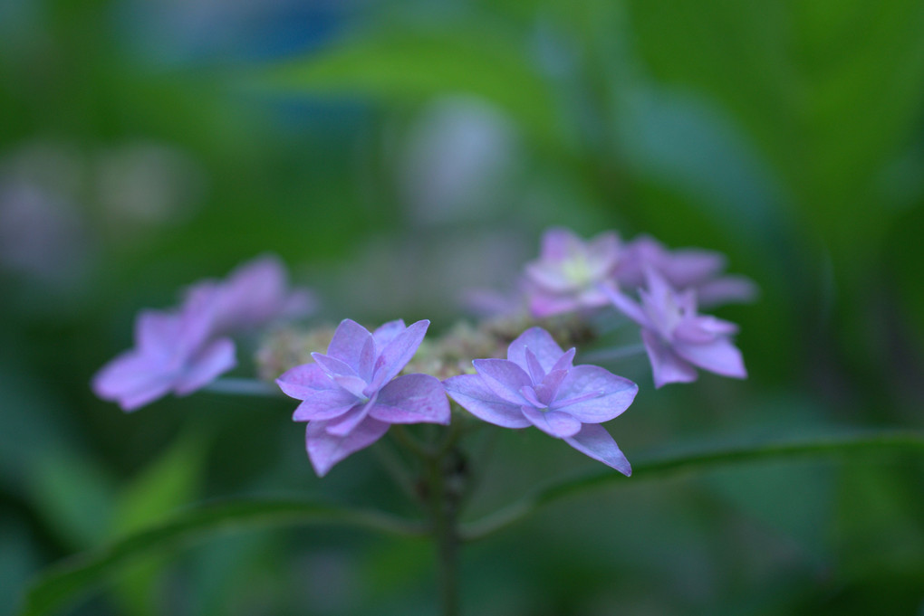 令和 紫陽花　