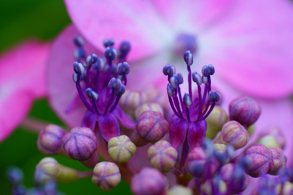 令和 紫陽花　