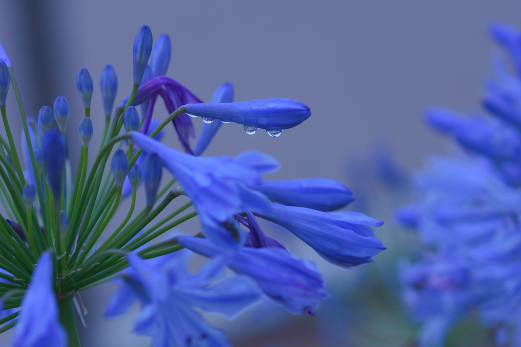 紫君子蘭「むさらきくんしらん」アガパンサス
